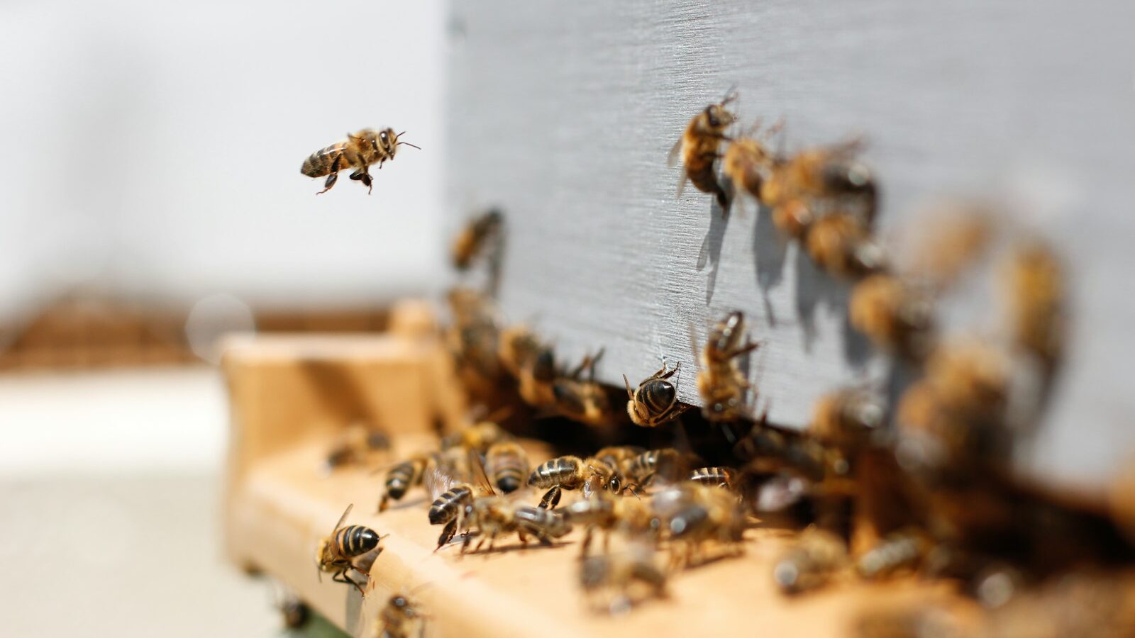swarm of honey bees